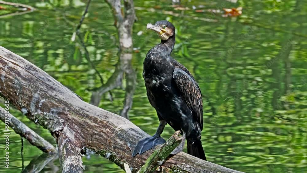 The great cormorant, Phalacrocorax carbo known as the great black cormorant across the Northern Hemisphere, the black cormorant in Australia and the black shag further south in New Zealand The great cormorant, Phalacrocorax carbo known as the great black cormorant across the Northern Hemisphere, the black cormorant in Australia and the black shag further south in New Zealand