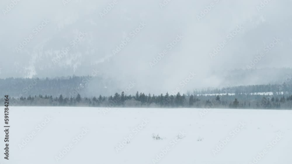 A large cloud of snow blows off of the trees in the mountains of western Wyoming. Shot in 4K A large cloud of snow blows off of the trees in the mountains of western Wyoming. Shot in 4K