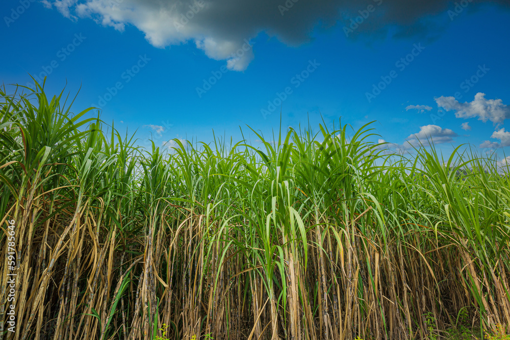 Sugarcane farm industry,Agriculture sugarcane field farm with blue sky in sunny day background and copy space, Thailand. Sugar cane plant tree in countryside for food industry or renewable bioenergy 