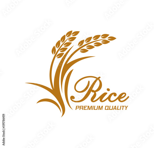Rice icon with vector ears or cereal food plant and grains. Organic farm field harvest or agriculture crop plant isolated symbol with rice seed spikes and leaves, jasmine or basmati food grains