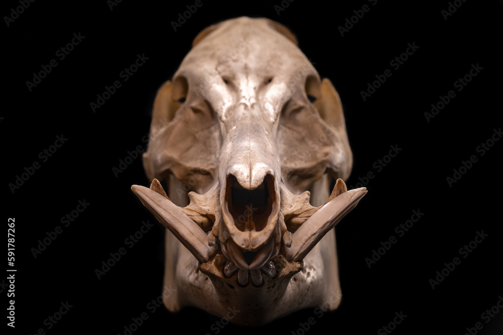 Obraz premium Boar skull on black background