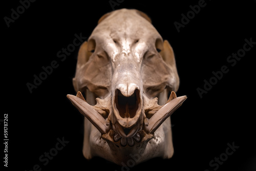 Boar skull on black background