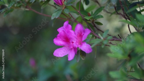 Wallpaper Mural 風に揺れるツツジ Torontodigital.ca