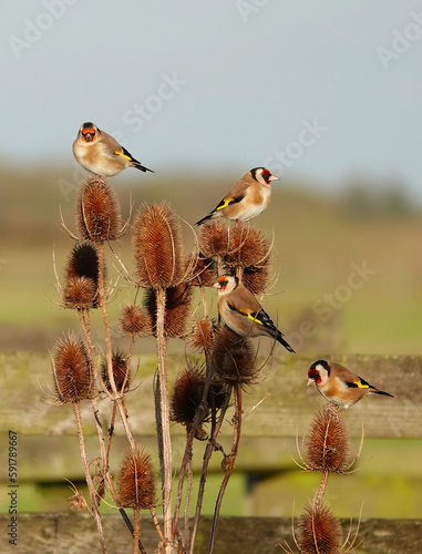 A small charm of goldfinches perching on teasel in a rural setting. 