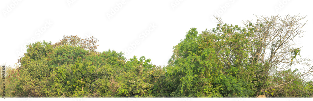 Green Trees on transparent background. are Forest and foliage in summer for both printing and web pages with cut path and alpha channel.
