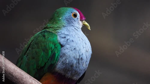 beautiful fruit dove on a tree branch photo