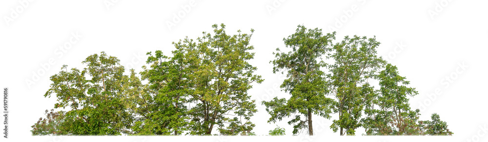Green Trees on transparent background. are Forest and foliage in summer for both printing and web pages with cut path and alpha channel Green Trees on transparent background. are Forest and foliage in summer for both printing and web pages with cut path and alpha channel
