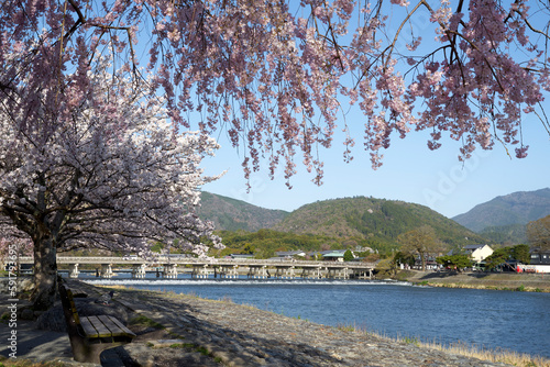 渡月橋と桜 © sakura