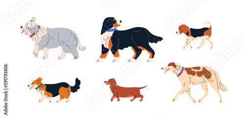 Cute dogs walking. Canine animals breeds profiles set. Purebred doggies of Bobtail, Sennenhund, Beagle, Corgi, Dachshund and Borzoi pedigree. Flat vector illustrations isolated on white background