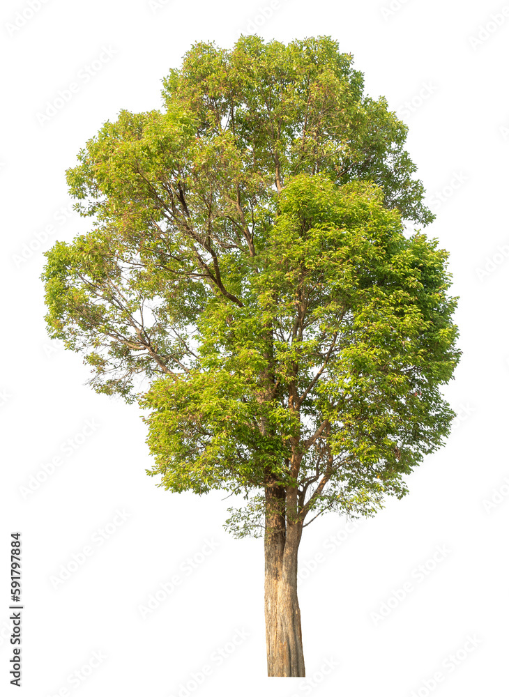 Green tree isolated on transparent background with clipping path, single tree with clipping path and alpha channel. Green tree isolated on transparent background with clipping path, single tree with clipping path and alpha channel.