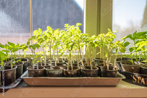 seedlings on windows at home. growing vegetables at home.