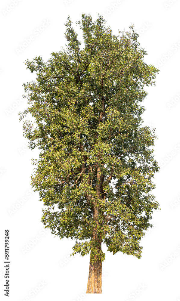 Fototapeta premium tree isolated on transparent background with clipping path, single tree with clipping path and alpha channel