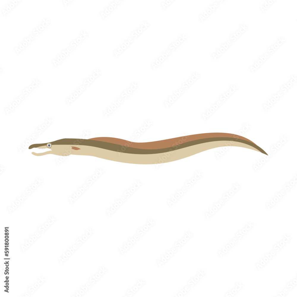 ハモ。フラットなベクターイラスト。 Dagger-tooth pike conger. Flat designed vector illustration. ハモ。フラットなベクターイラスト。 Dagger-tooth pike conger. Flat designed vector illustration.