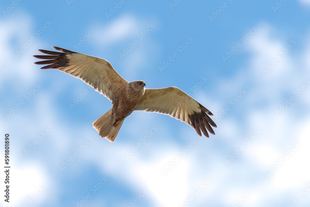 Fototapeta premium Western marsh harrier flying in the sky