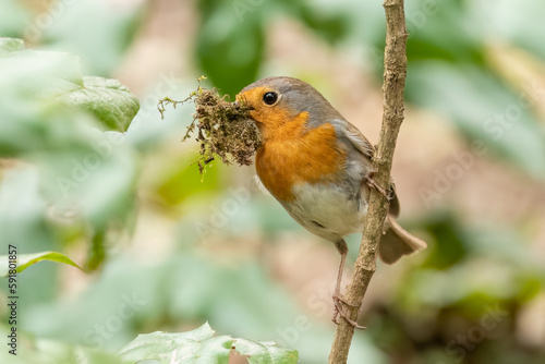 European robin collect nest material © Damyan Petkov