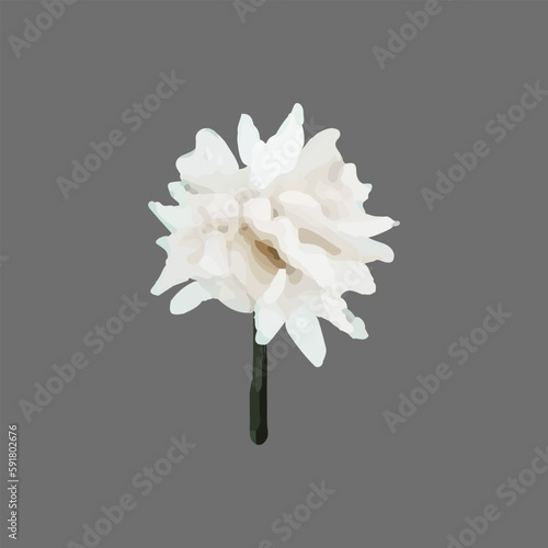 Vector Narcissus, clematis, snowdrop, white flower painted in watercolor.