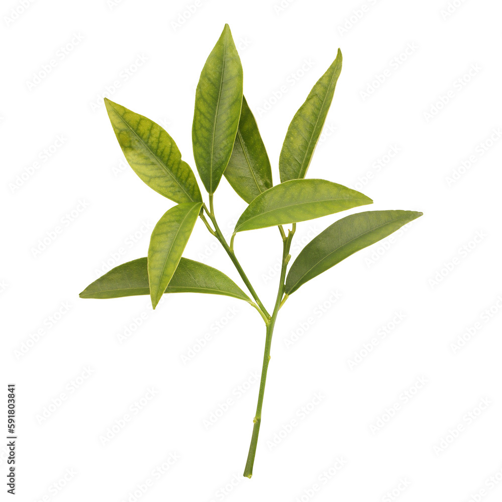 Fototapeta premium Fresh green leaves branch isolated on transparent background