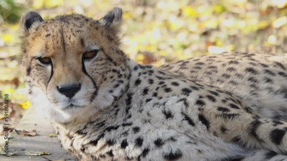 portrait of a cheetah in natural habitat, slow motion portrait of a cheetah in natural habitat, slow motion