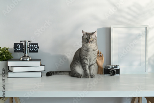 Image of a tabby cat sitting on white table with alarm clock, books and picture frame. Domestic cat, workplace
