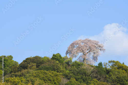 ●平家一本桜