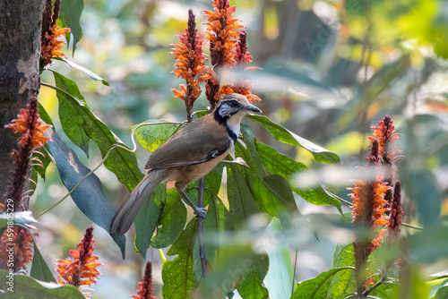 Greater necklaced laughingthrush or Pterorhinus pectoralis seen in Rongtong photo