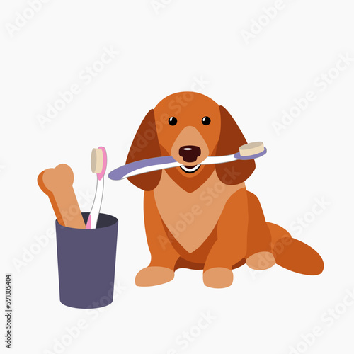 Generic dog dental care images. A small red dog holds a toothbrush in his teeth. Near her is a glass with a bone and a toothbrush. Image with white background. Dental care and hygiene of dogs. 