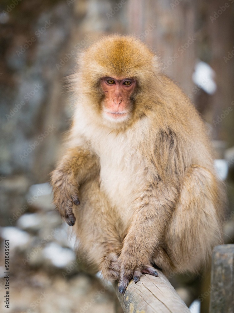 snow monkey in japan snow monkey in japan
