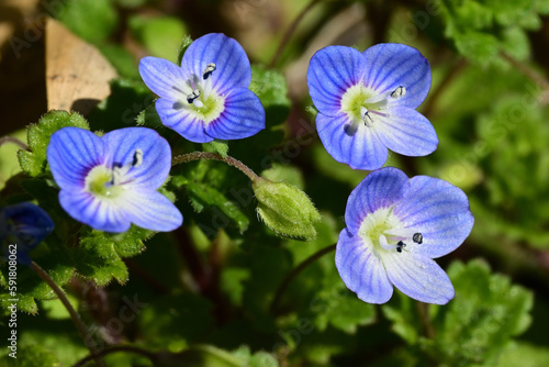 Veronica persica, a tiny blue flower in winter and spring time.