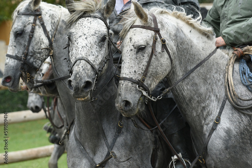 Camargue white horses at a gallop