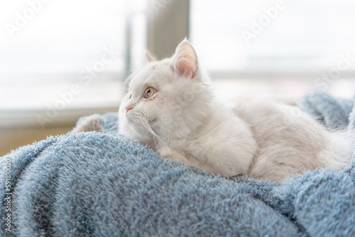 Little lovely cat is lying on people's legs.