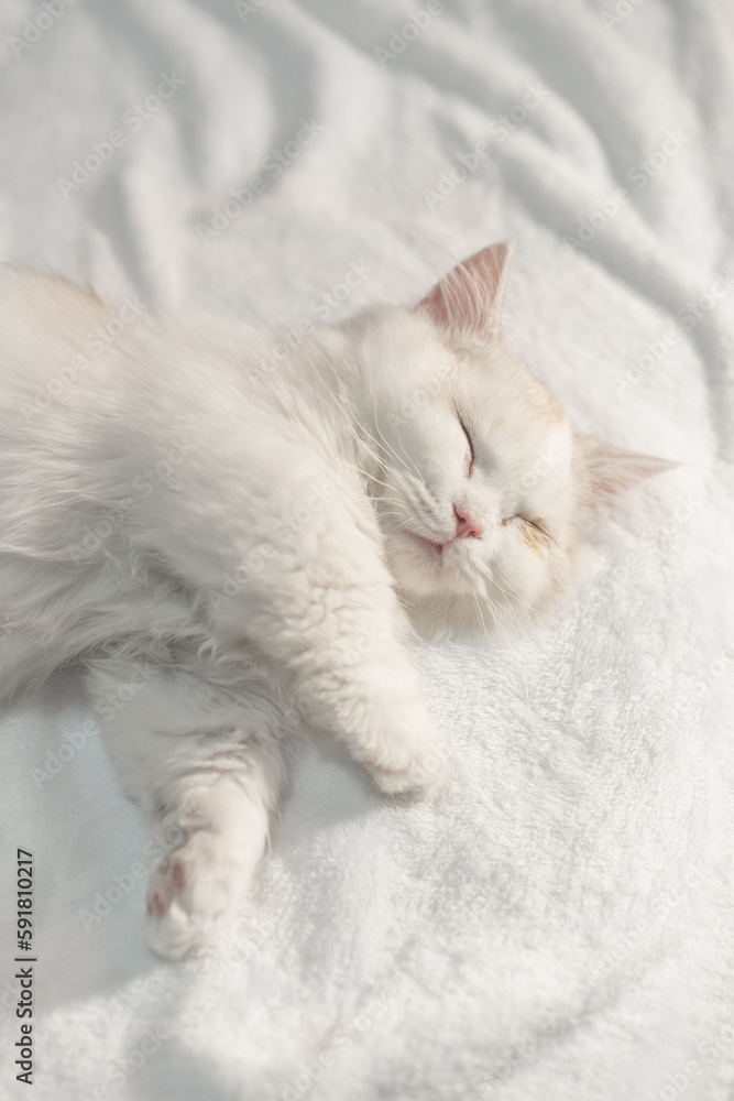 Lovely munchkin cat is sleeping on the blanket.