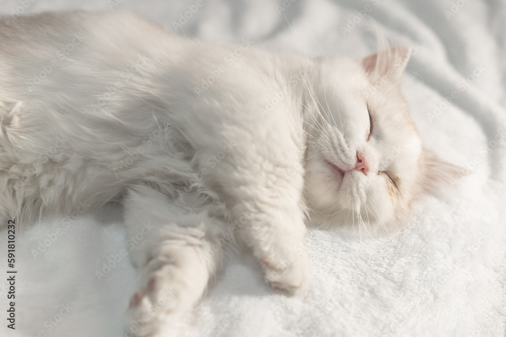 Lovely munchkin cat is sleeping on the blanket.