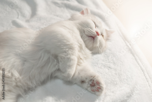 Obraz na płótnie Lovely munchkin cat is sleeping on the blanket.