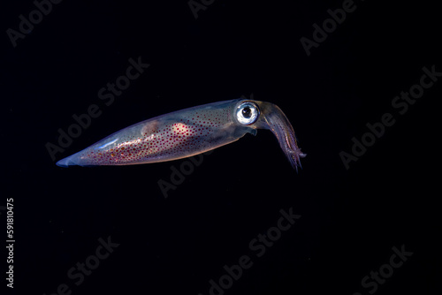 Fotografía Squid swimming in a dark ocean