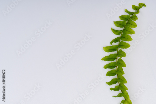Gałązka paproci z delikatnymi zielonymi listkami