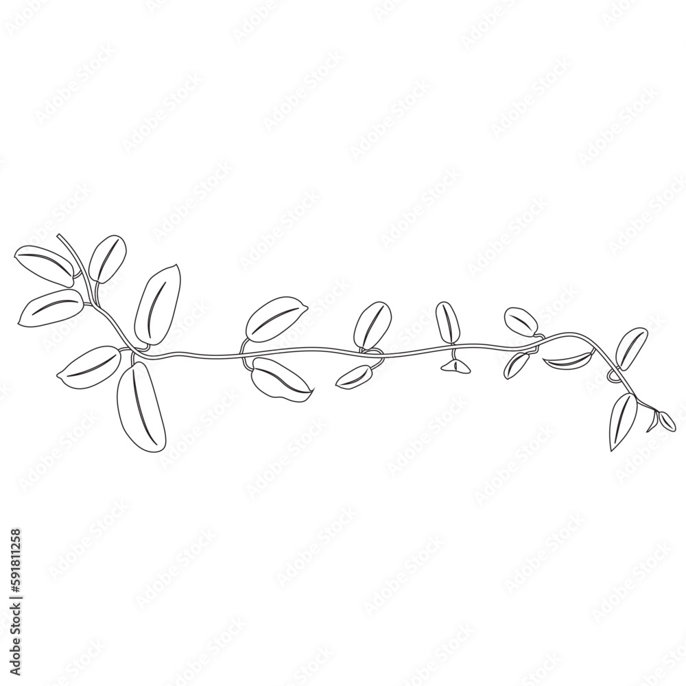 Tropical creeper or liana, climbing exotic plant, clip art. Hoya flower coloring Tropical creeper or liana, climbing exotic plant, clip art. Hoya flower coloring