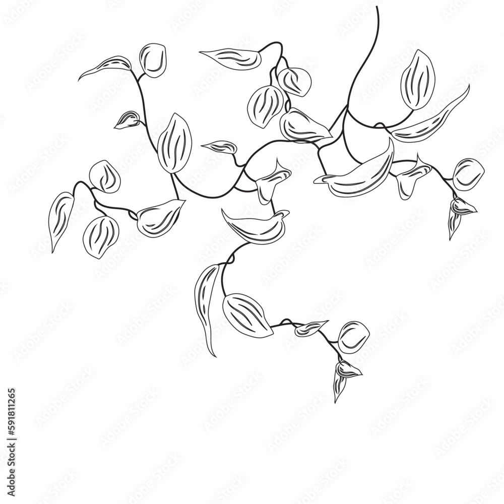 Obraz premium Coloring tropical liana vine plant. Epipremnum clip art, creeper, flower. Home plant singonium.