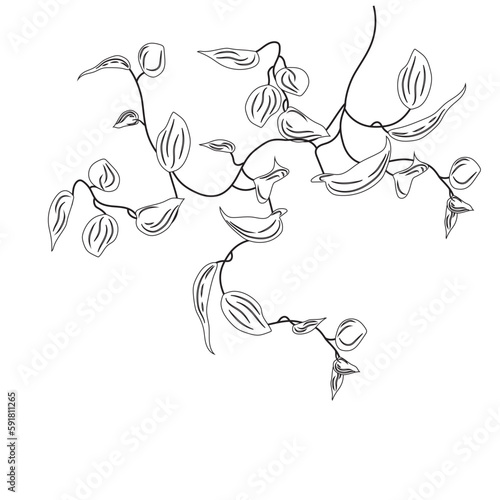 Coloring tropical liana vine plant. Epipremnum clip art, creeper, flower. Home plant singonium.