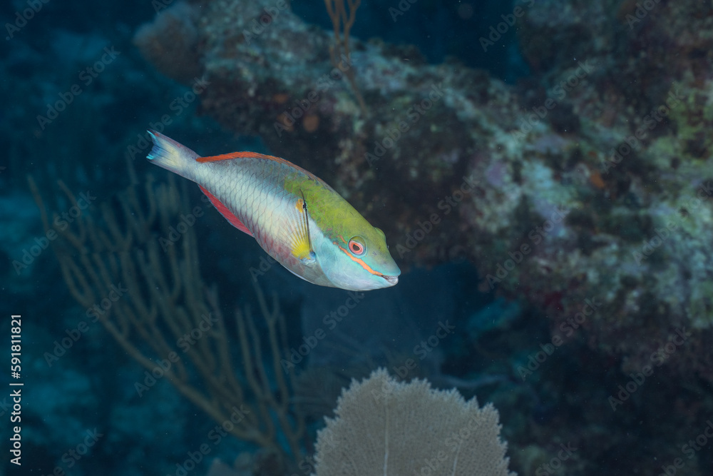 Redband parrotfish swimming in reef Redband parrotfish swimming in reef