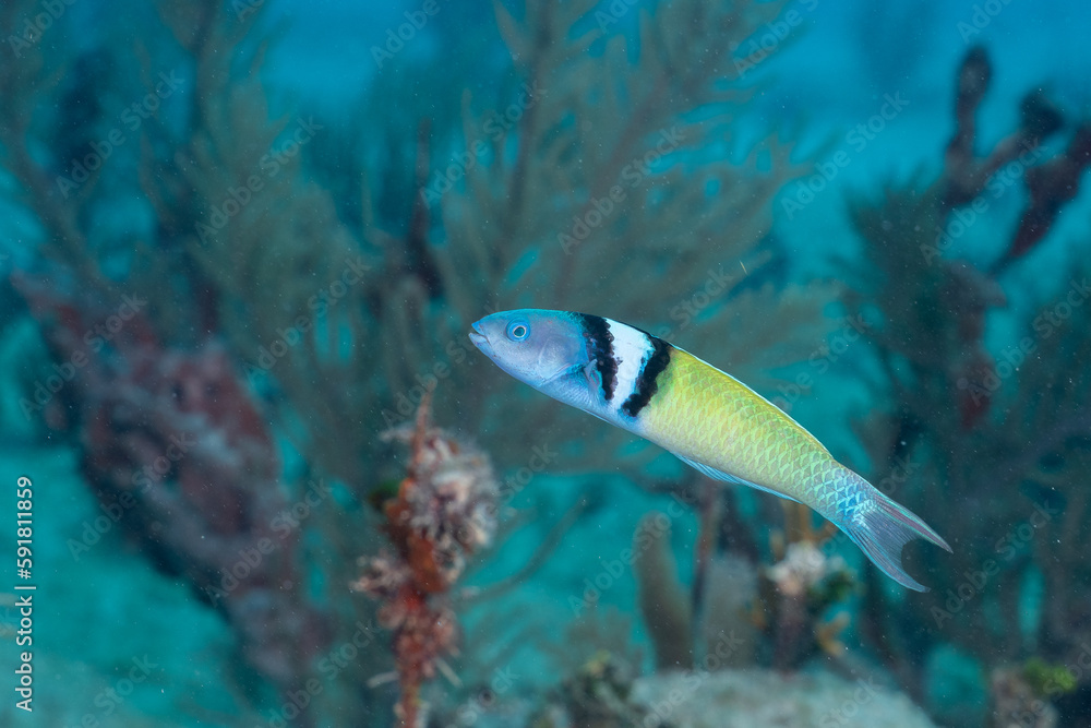 Bluehead wrasse on coral reef Bluehead wrasse on coral reef