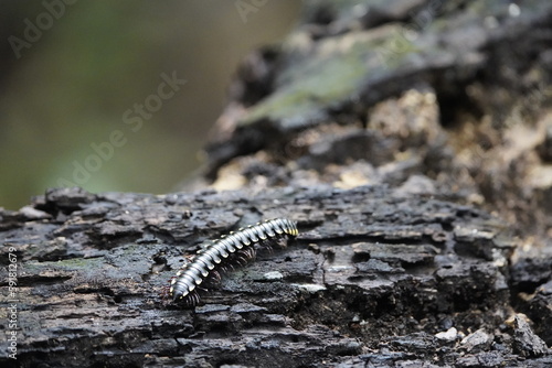Millipedes  Diplopoda  are a class of the subphylum Myriapoda  commonly known as embu  . Park of Coc    Fortaleza - Cear    Brazil.