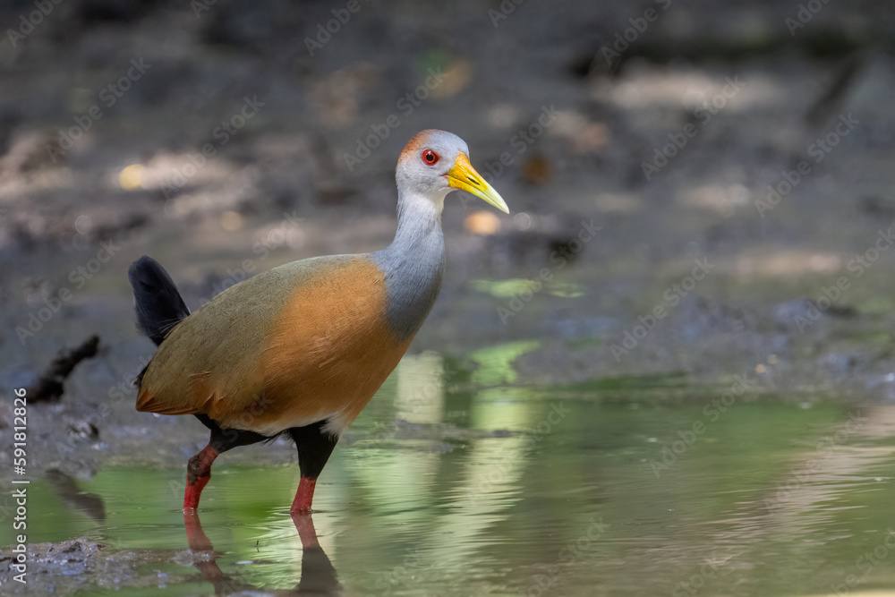 Russet-naped Wood-rail Russet-naped Wood-rail