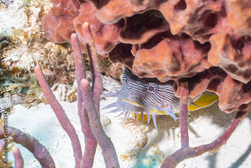 Splendid toadfish in coral reef photo