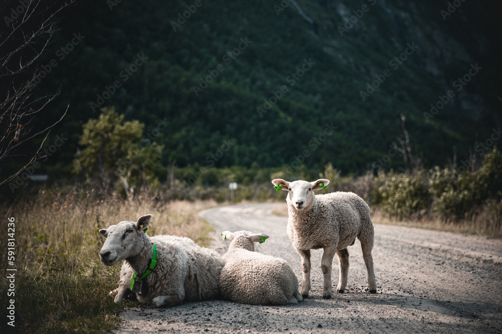 View of white sheep on a sidewalk against a mountain slope covered with greenery View of white sheep on a sidewalk against a mountain slope covered with greenery