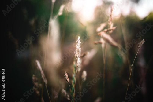 Selective of a weed in a field © Kasper Garam/Wirestock Creators