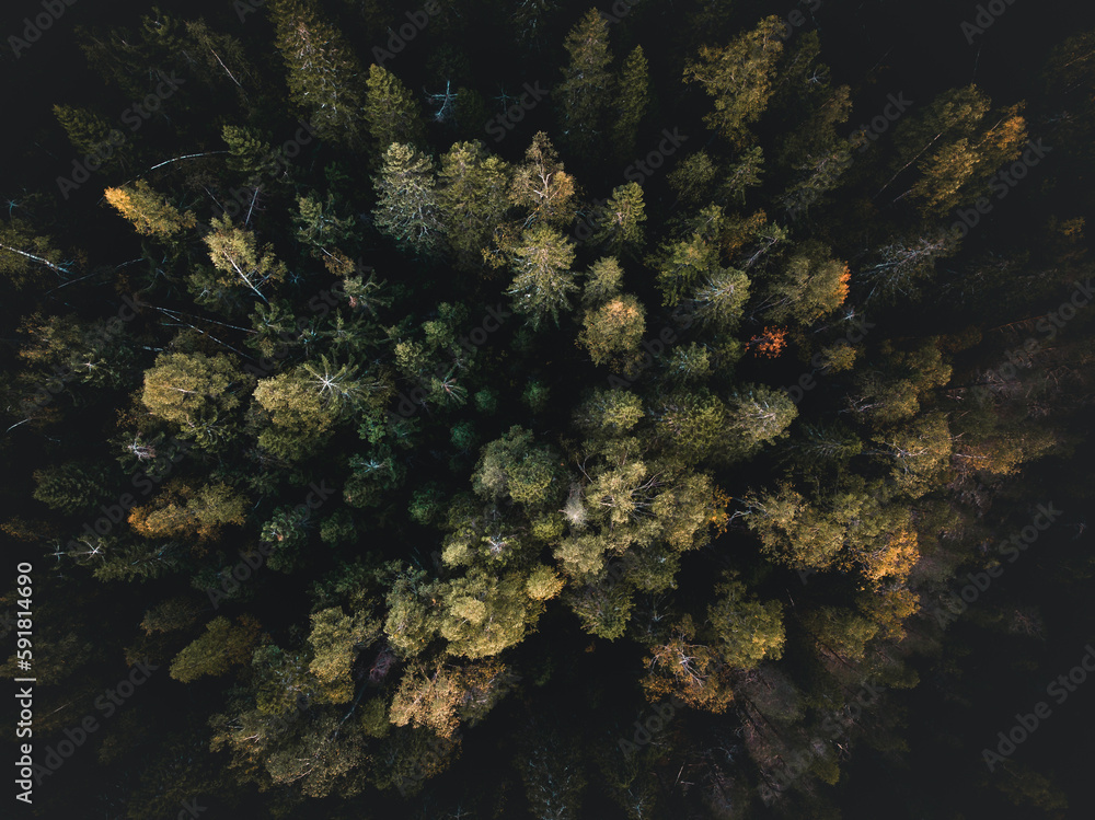 Aerial top view of a dense green forest