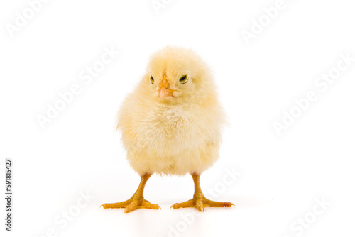 one cute little newborn baby chick isolated on white background