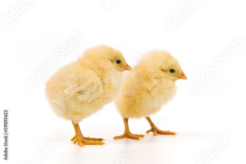 cute little newborn baby chick isolated on white background