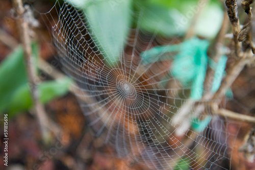 Photos Spiderweb covered with dew in a garden in early spring