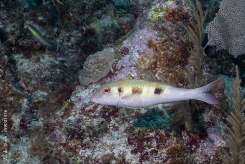 Spotted goatfish swimming in reef
